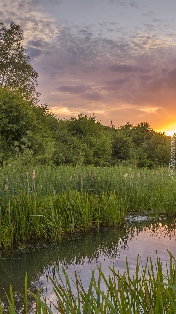 Szuwary nad rzeką