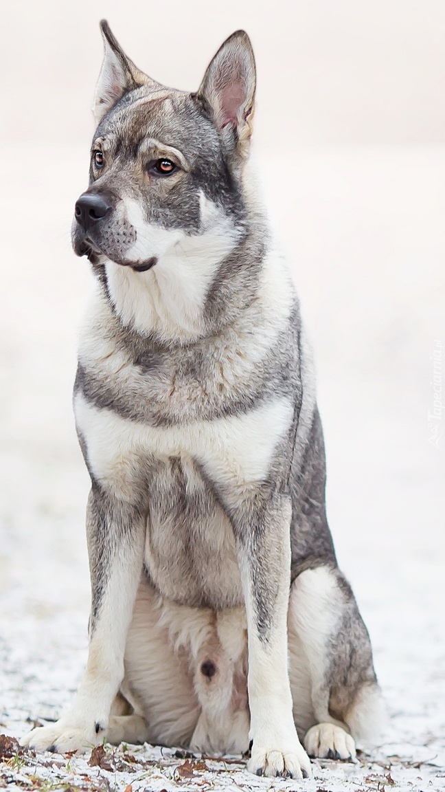 Szwedzki elkhund