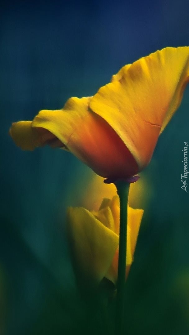 Szykowny tulipan