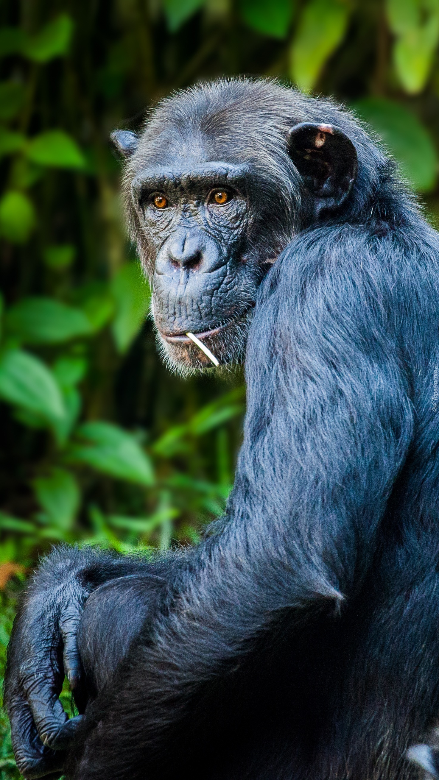 Szympans z wykałaczką