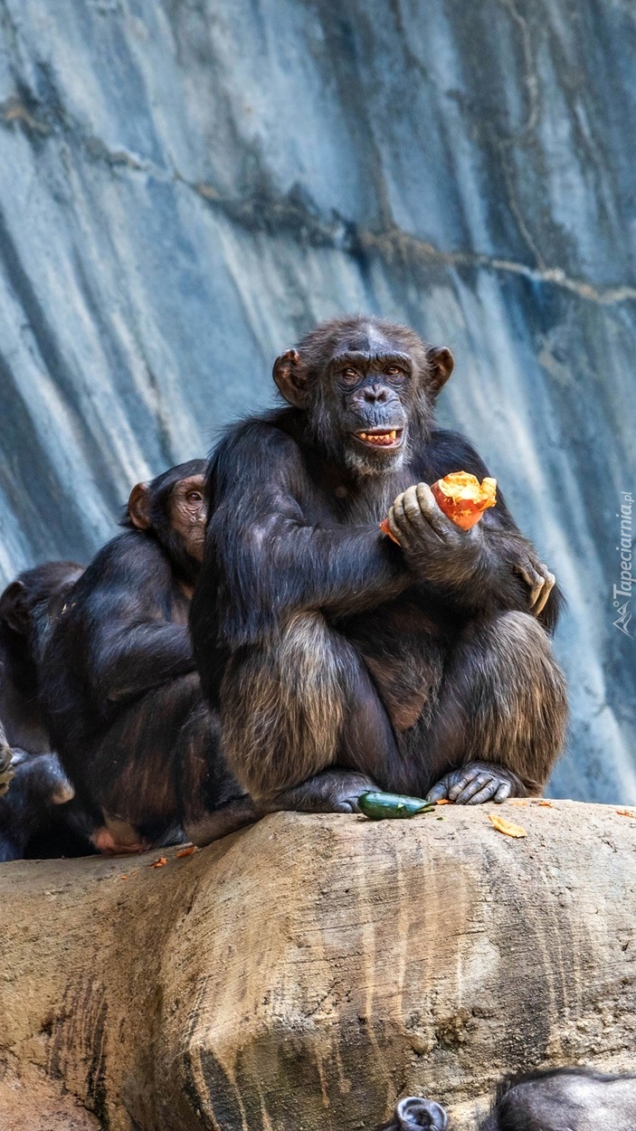 Szympansy na skałach