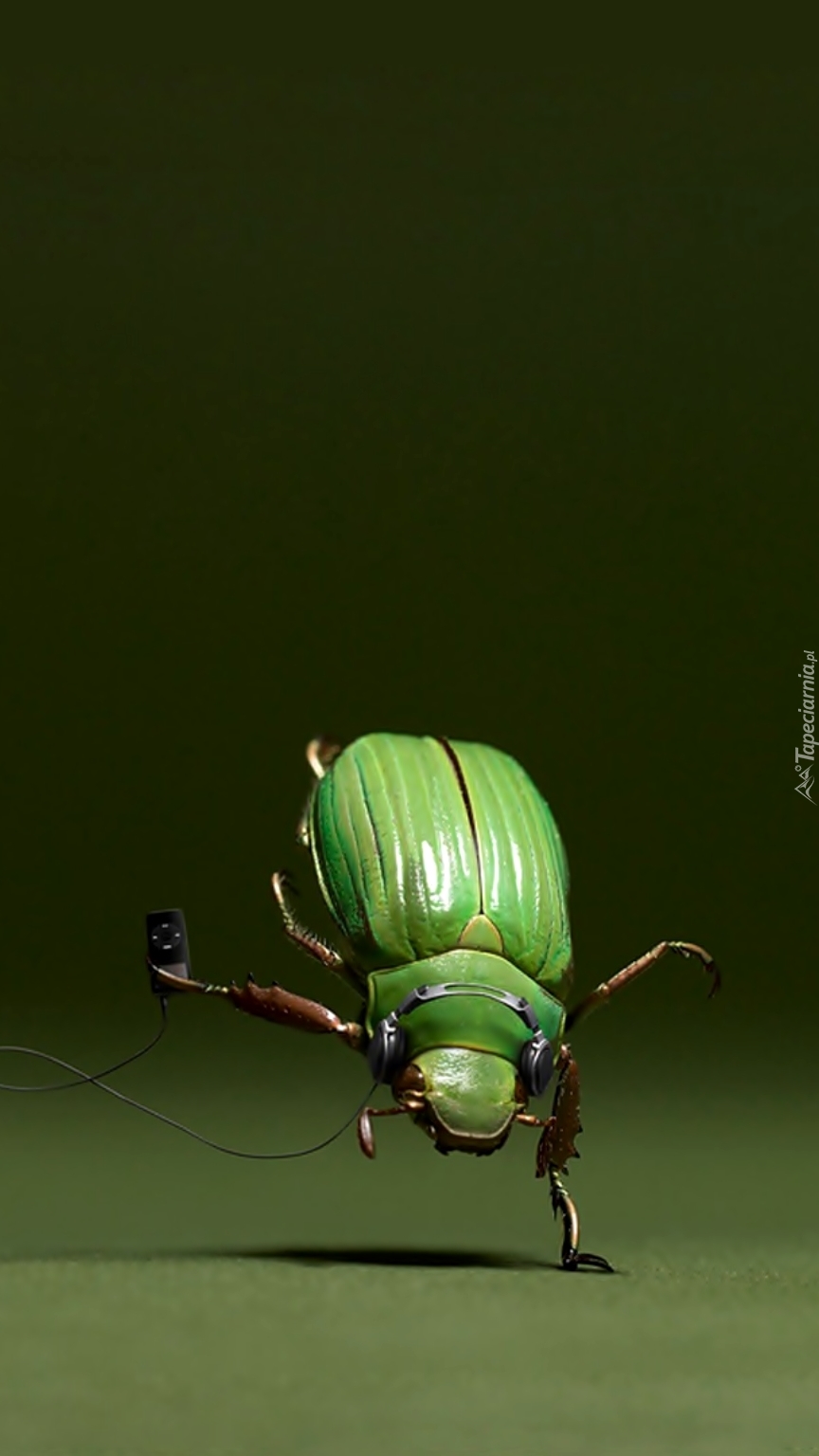 Tańczący owad