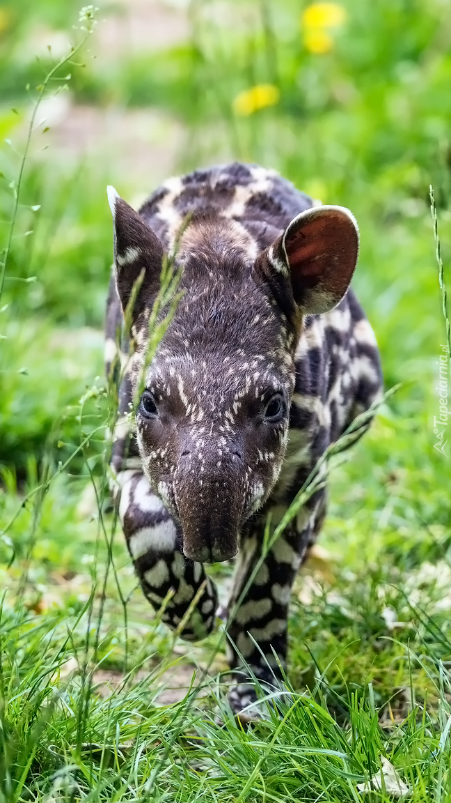 Tapir amerykański