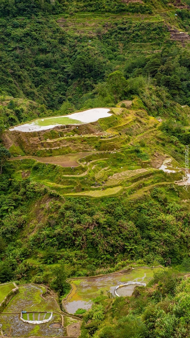 Tarasy ryżowe na Filipinach