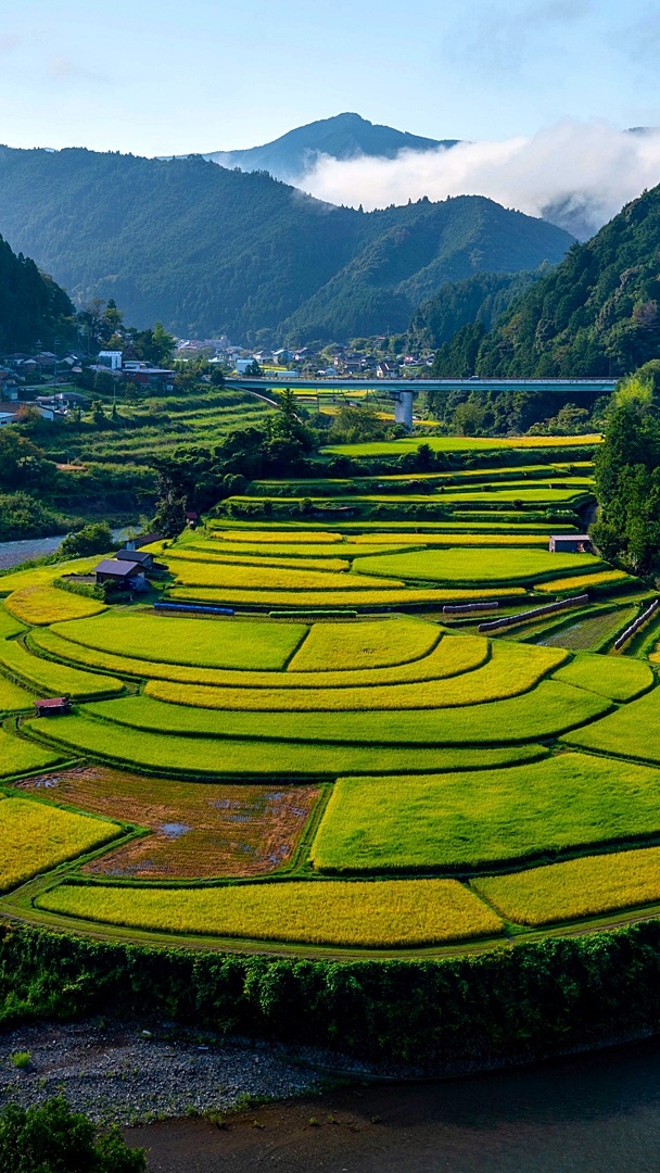 Tarasy ryżowe na tle gór w Japonii