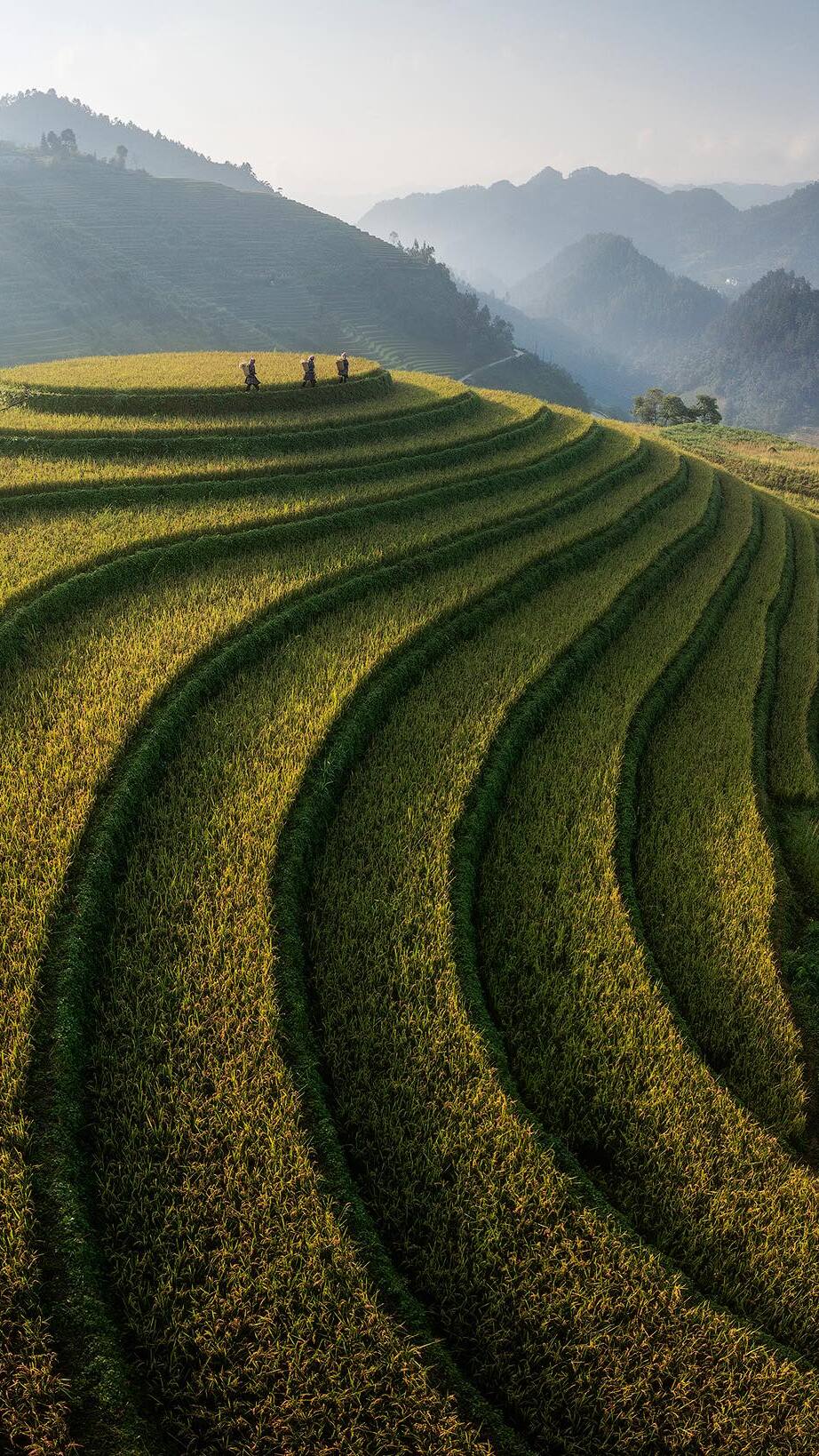 Tarasy ryżowe w Mu Cang Chai w Wietnamie