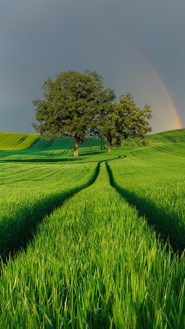 Tęcza nad drzewami na polu