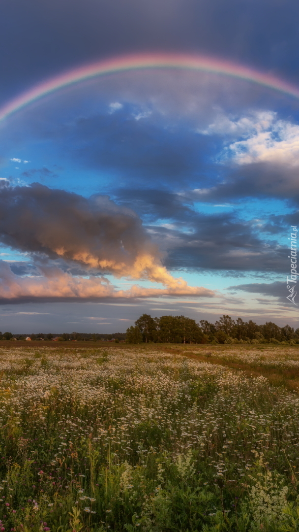 Tęcza nad łąką