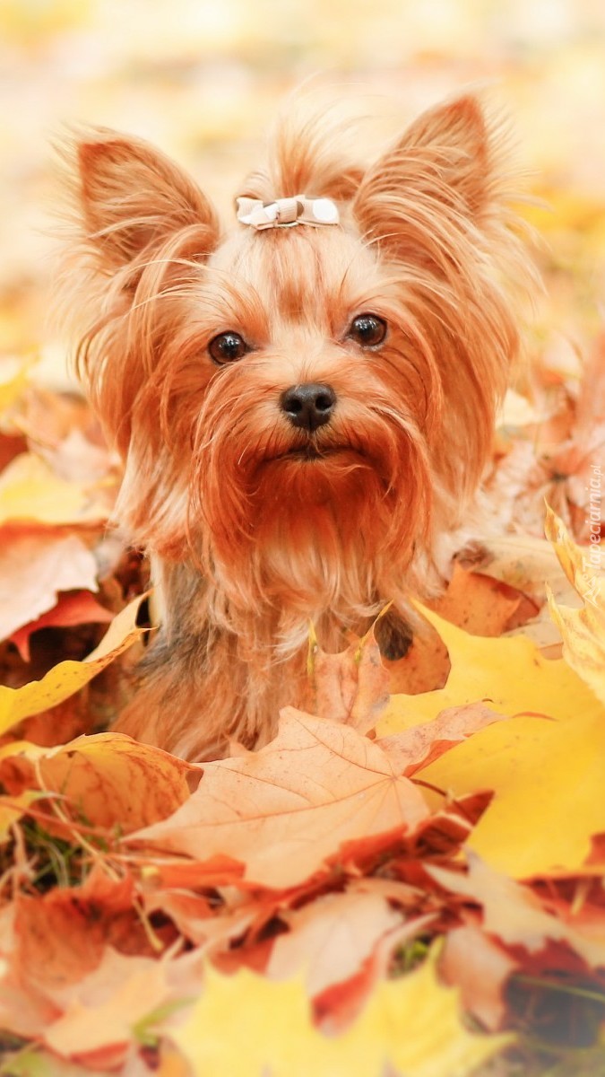 Terrier z kokardką