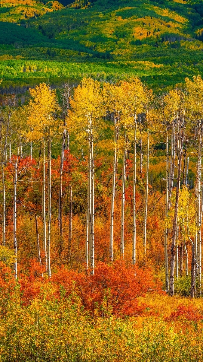 Topole osikowe w przełęczy Kebler Pass