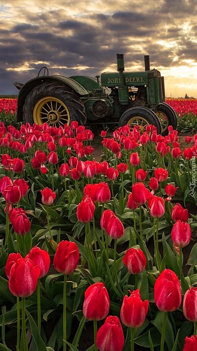 Traktor wśród tulipanów