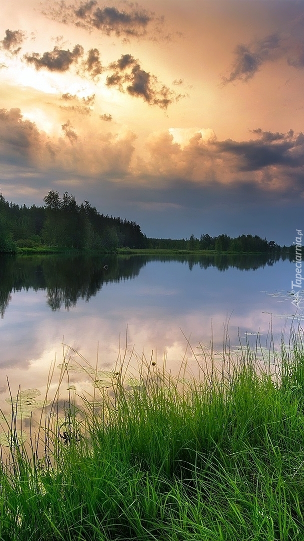 Trawa i drzewa nad rzeką