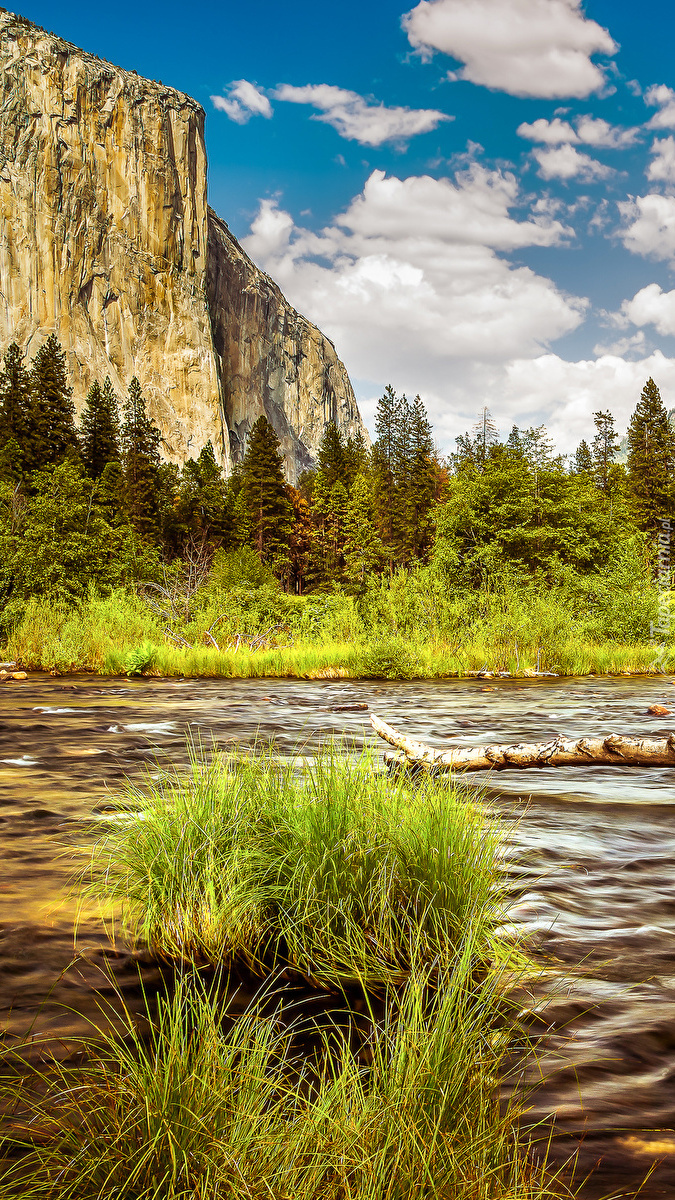 Trawa na rzece Merced River