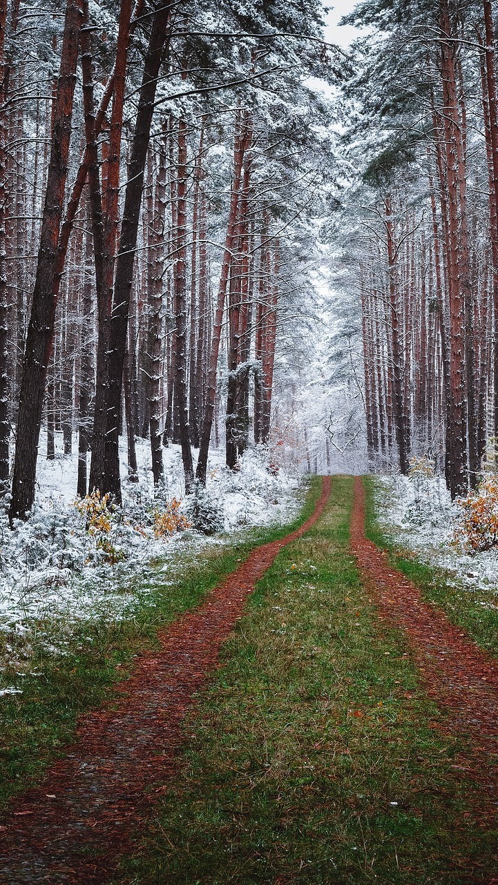 Trawiasta ścieżka w lesie