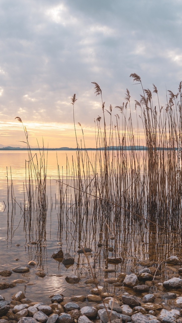 Trawy nad brzegiem jeziora