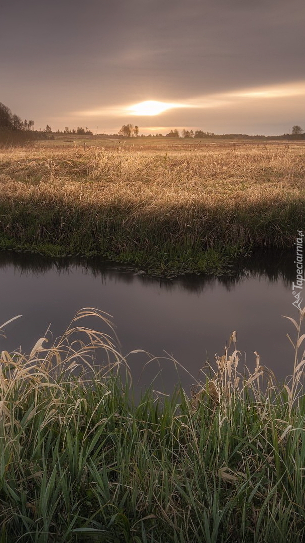 Trawy nad rzeką na Podlasiu