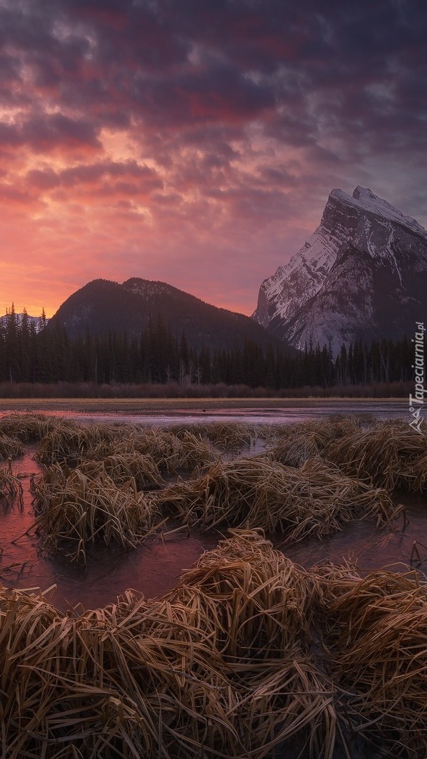 Trawy w jeziorze Vermilion Lakes