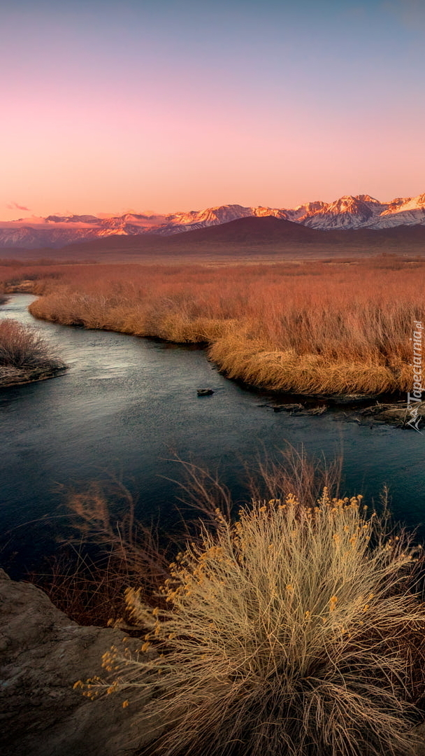 Trawy wzdłuż rzeki Owens River