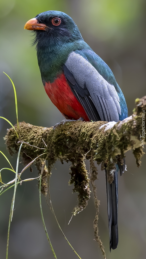 Trogon krasnodzioby na konarze