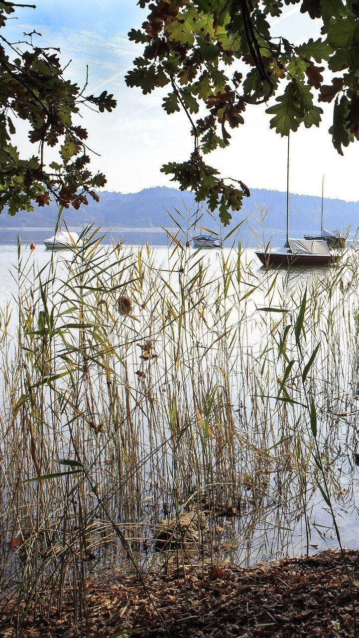 Trzcina nad brzegiem jeziora Simssee