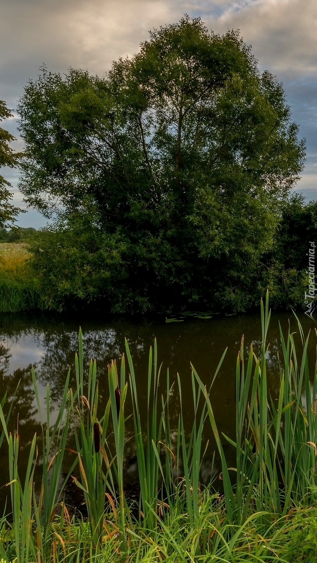 Trzciny i drzewa nad rzeką