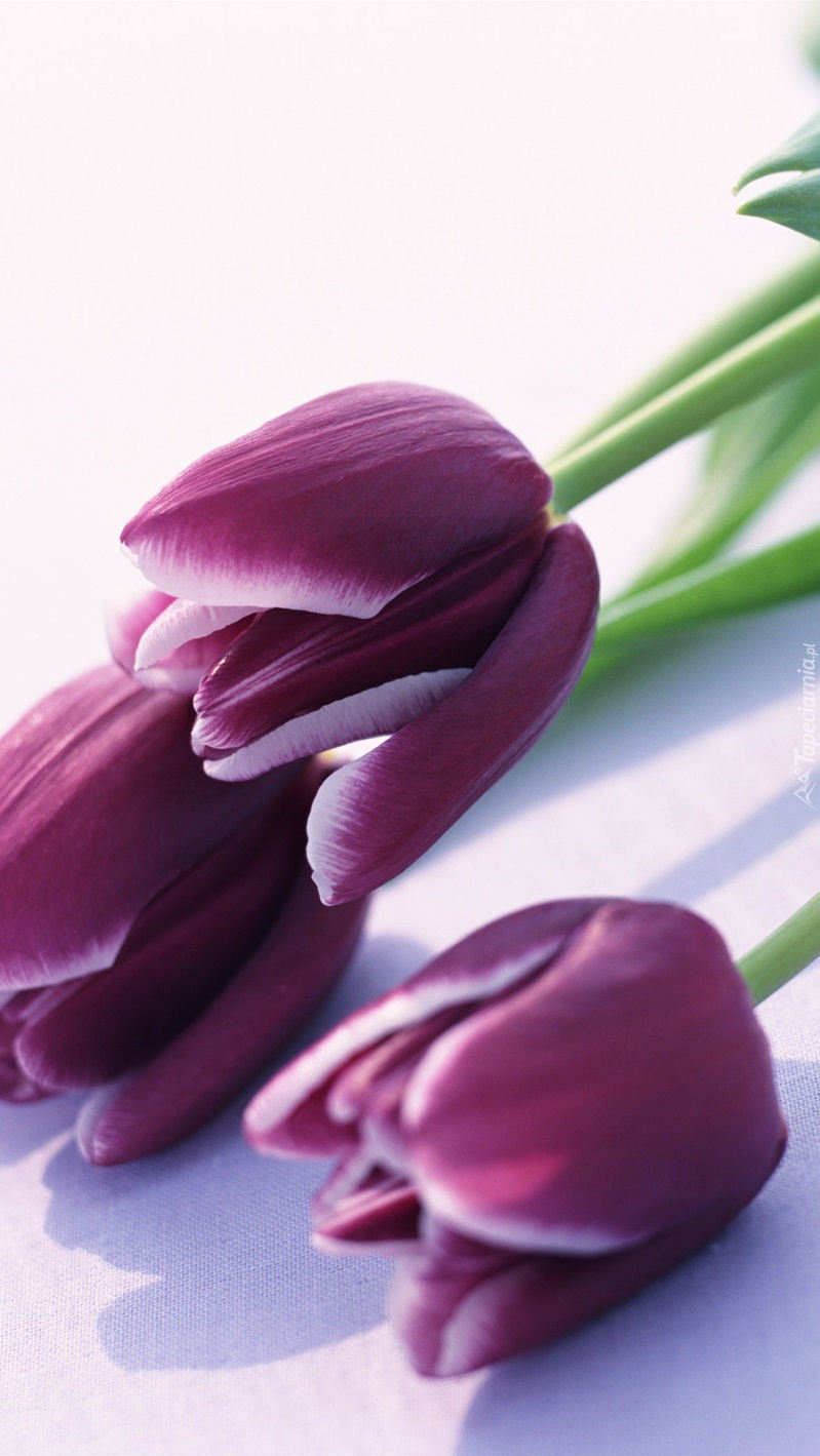 Trzy fioletowe tulipany