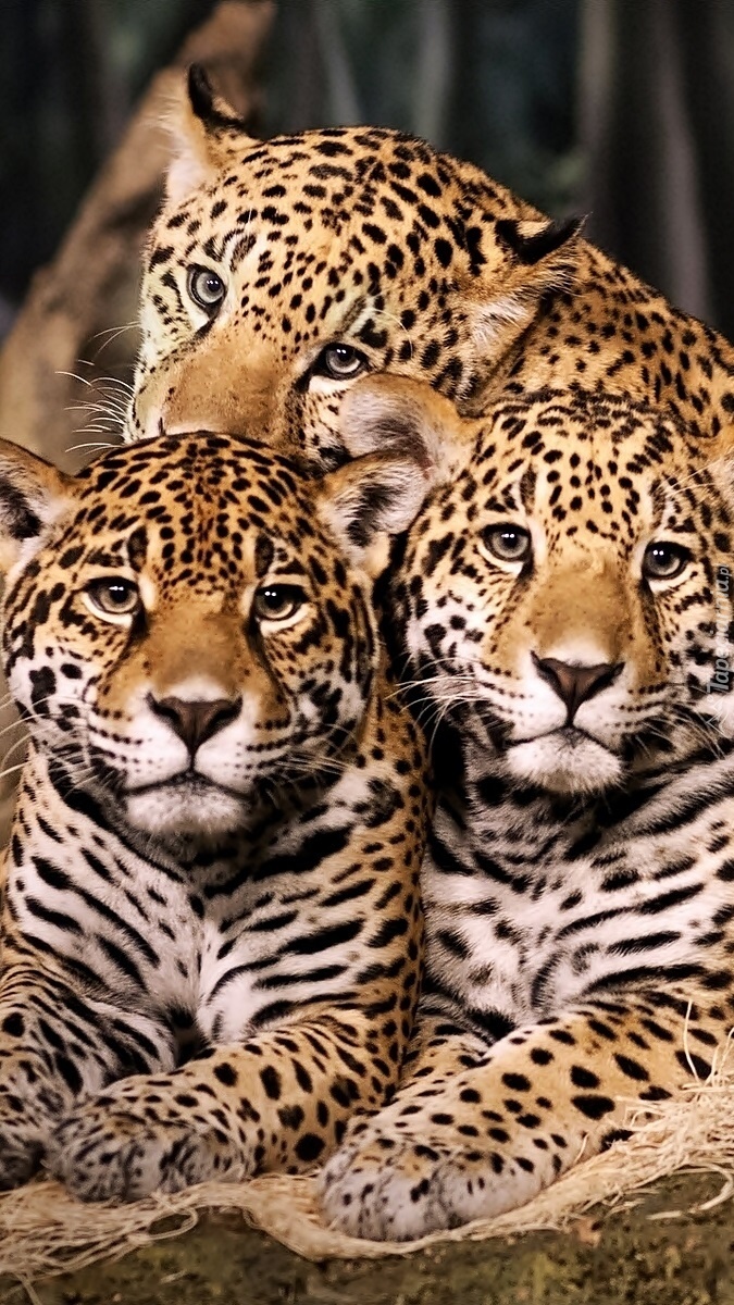 Trzy jaguary