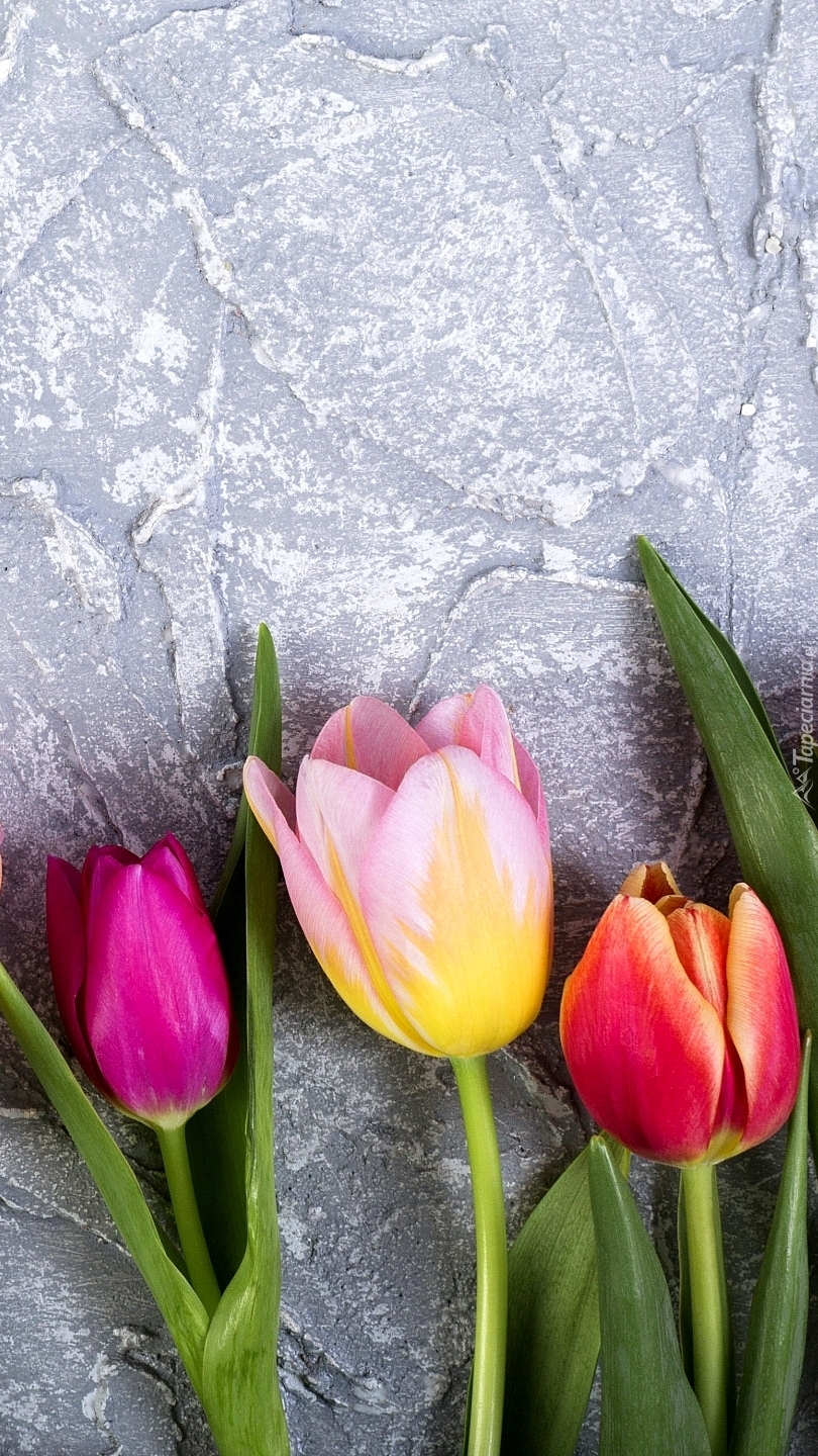 Trzy kolorowe tulipany