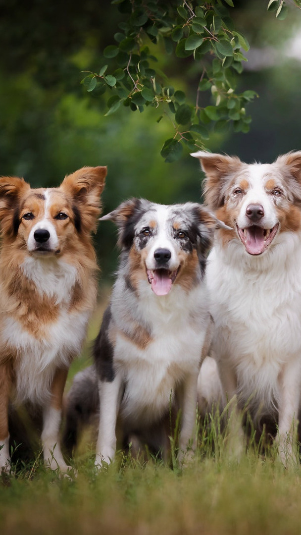Trzy psy border collie siedzące na trawie