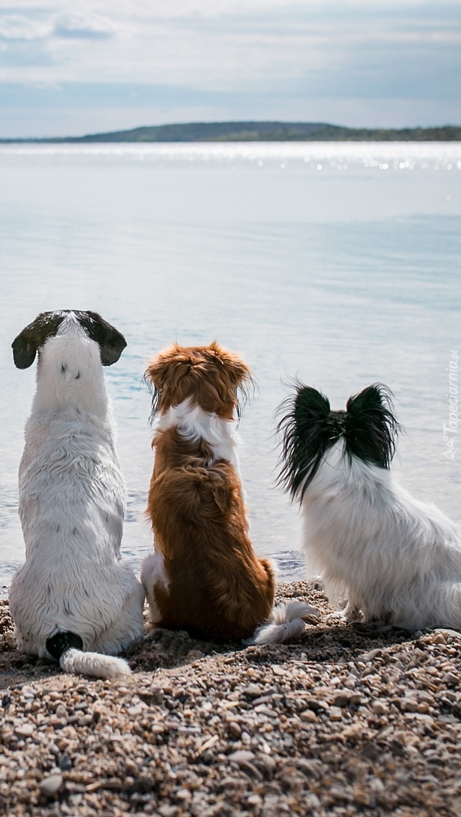 Trzy psy nad jeziorem