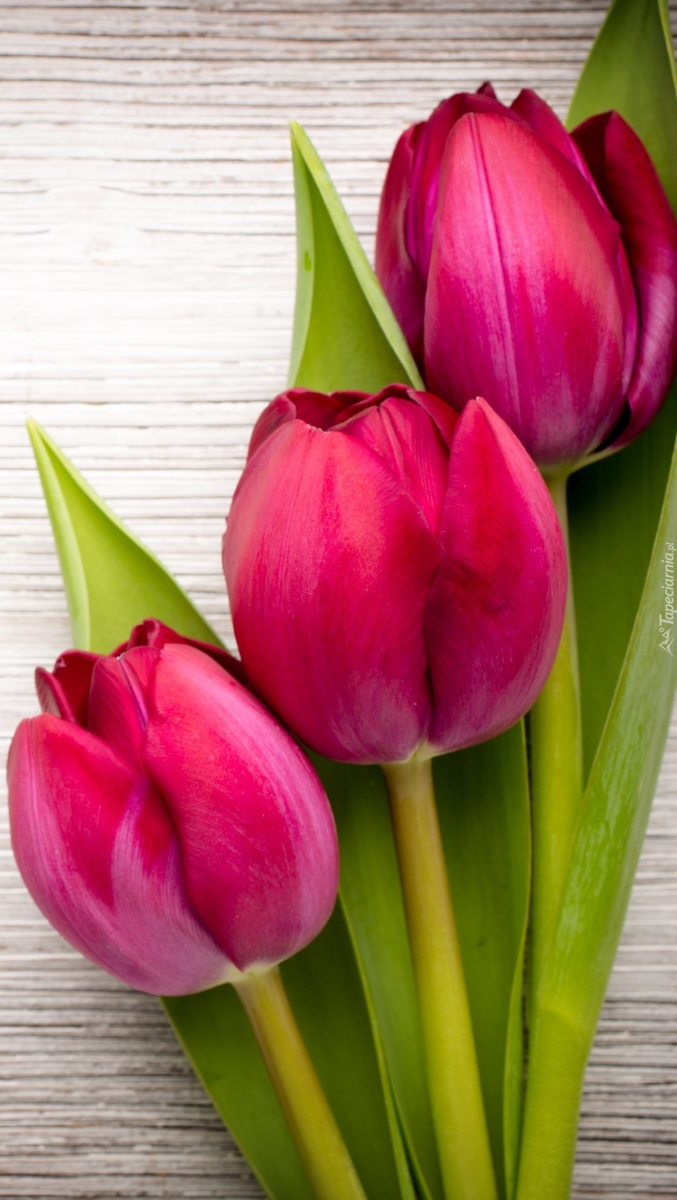 Trzy różowe tulipany