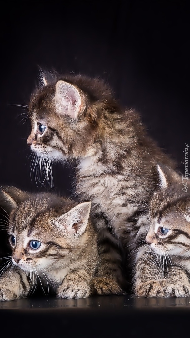 Trzy szare kotki