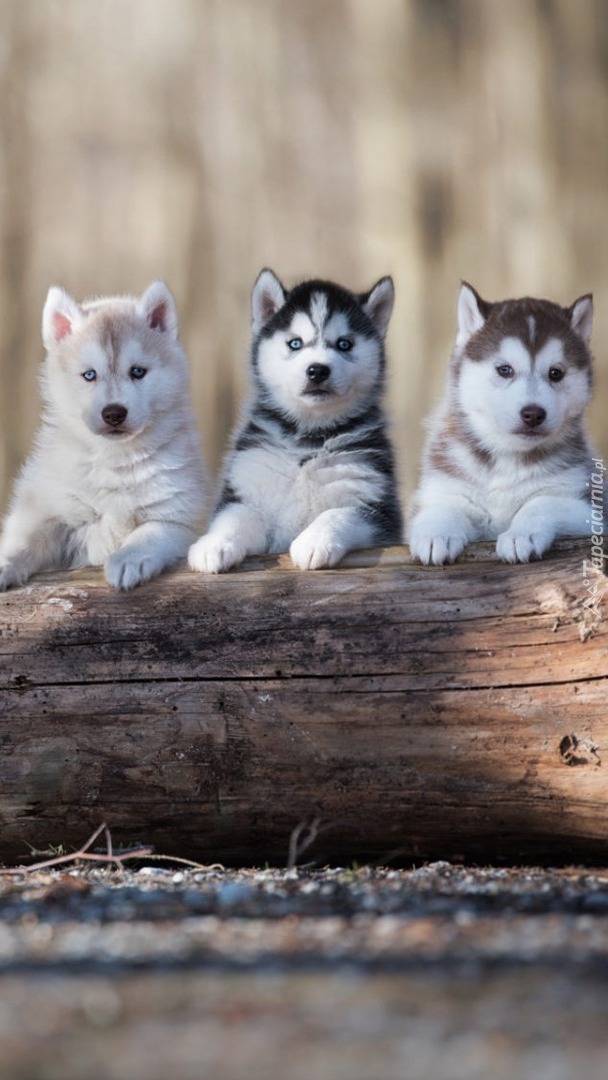 Trzy szczeniaki siberian husky na kłodzie