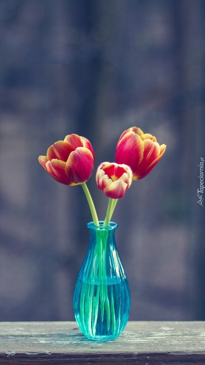 Trzy tulipany uwięzione w wazonie