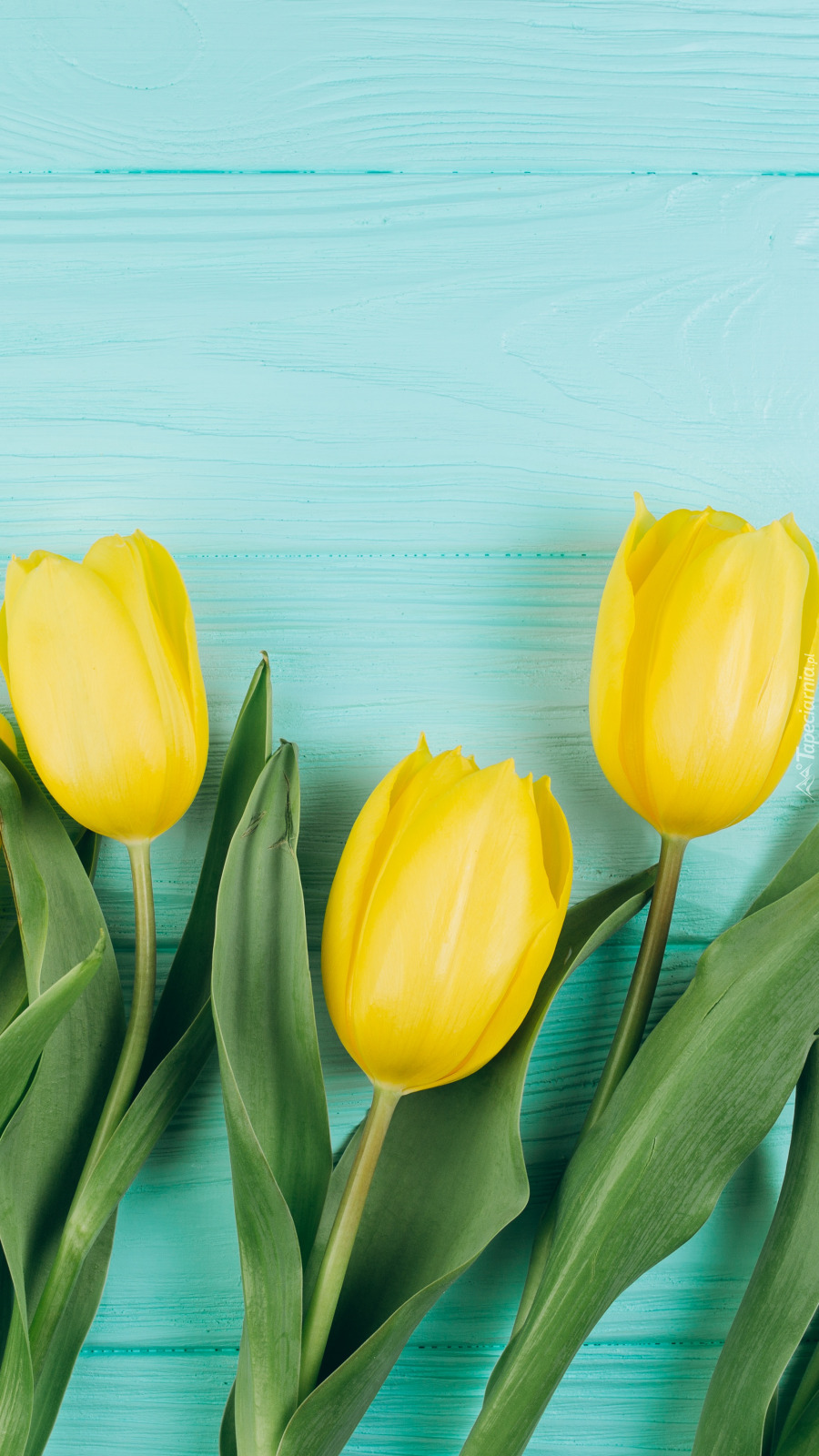 Trzy żółte tulipany