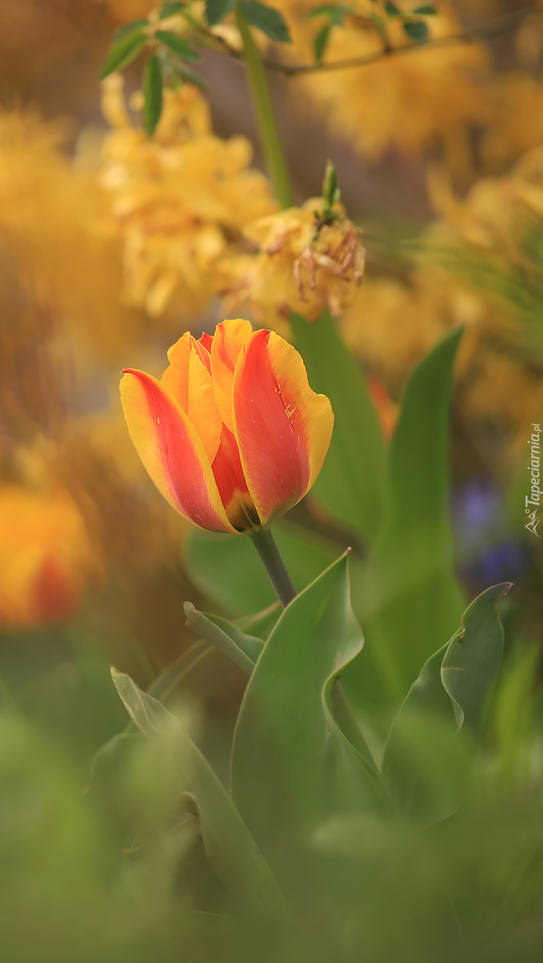 Tulipan