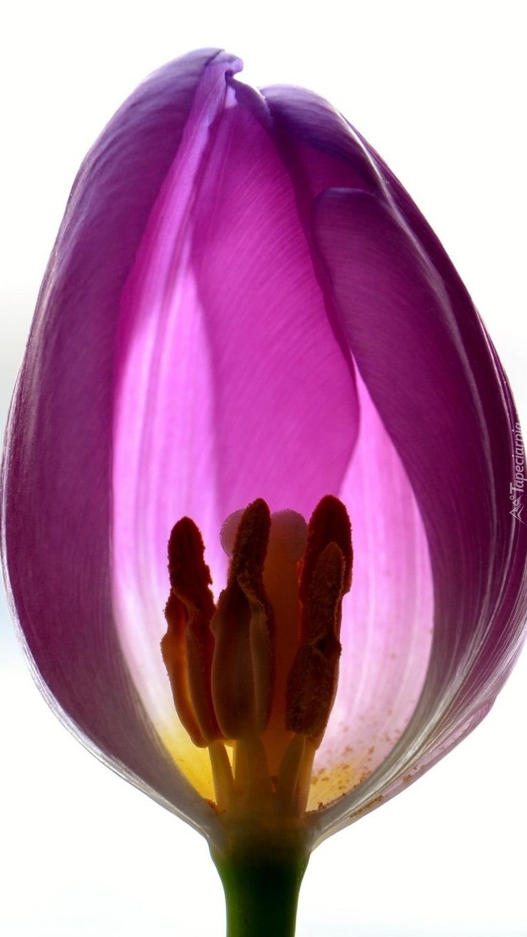 Tulipan bez jednego płatka