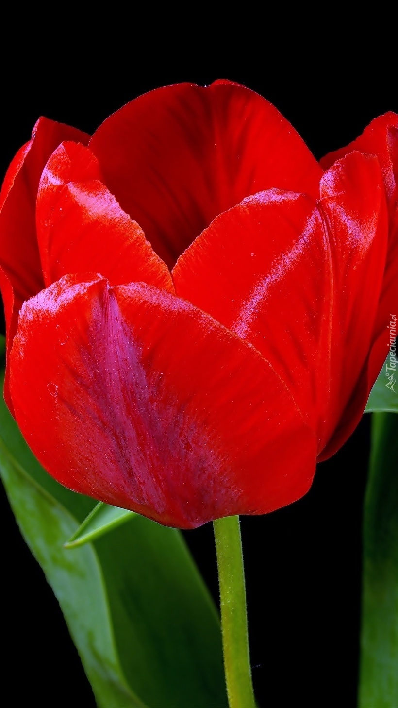 Tulipan czerwony