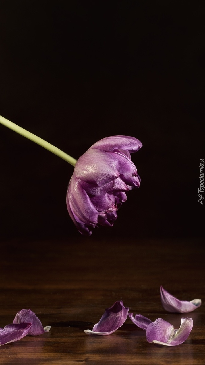 Tulipan gubiący płatki