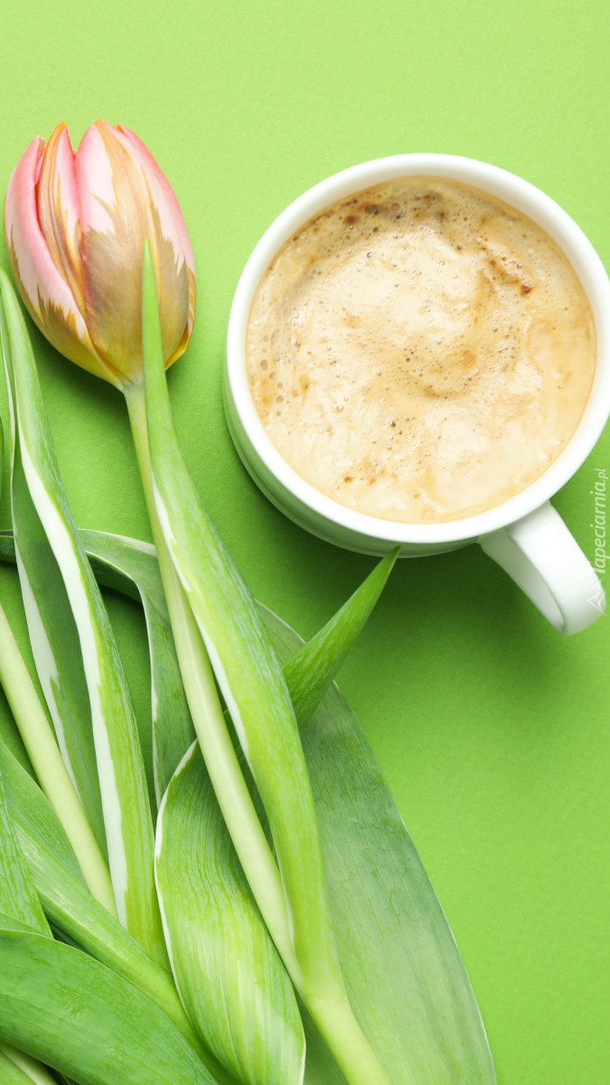 Tulipan i filiżanka kawy na zielonym tle