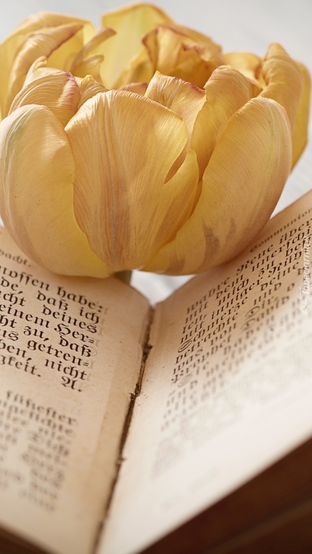 Tulipan na książce