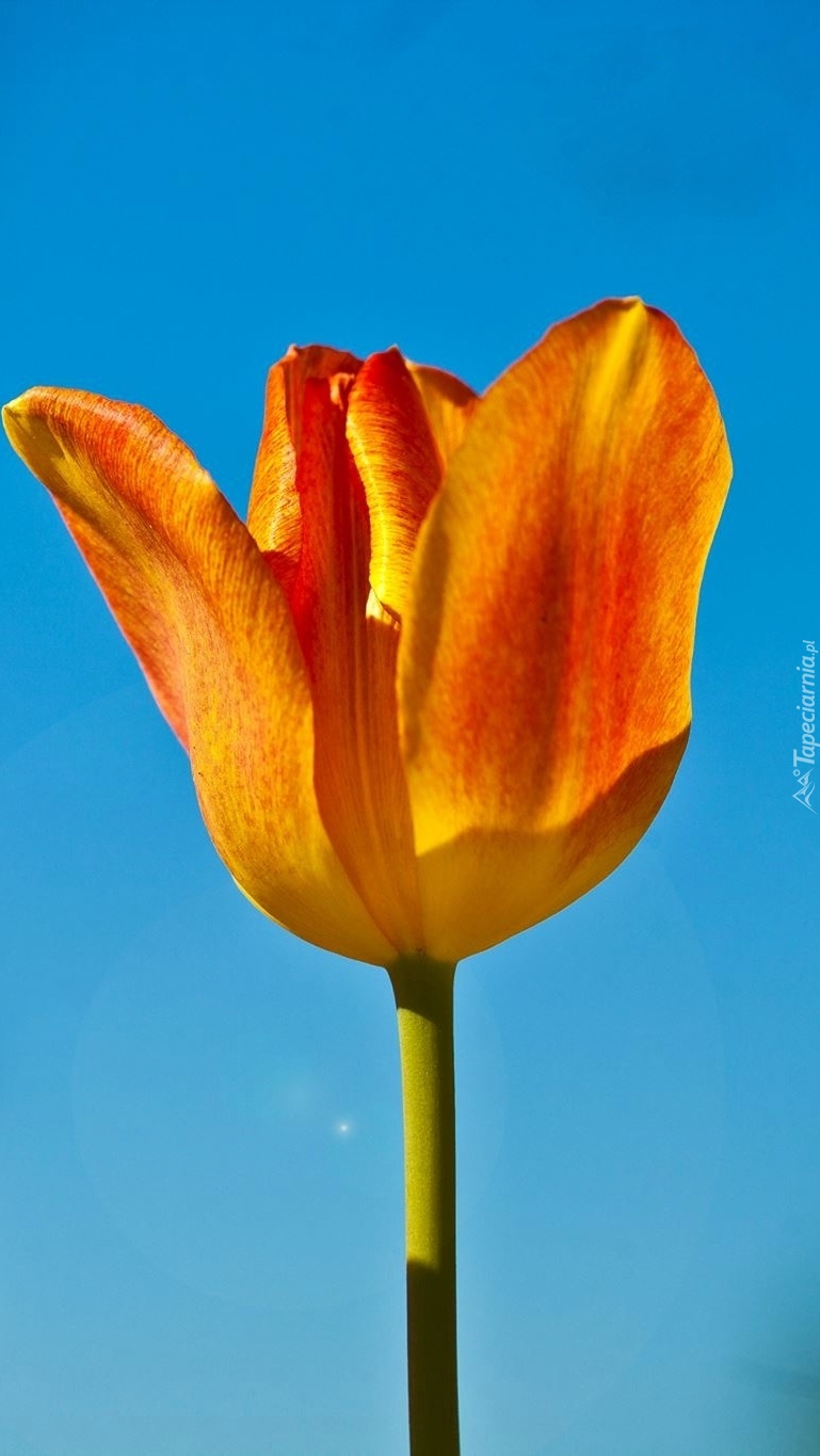 Tulipan na niebie