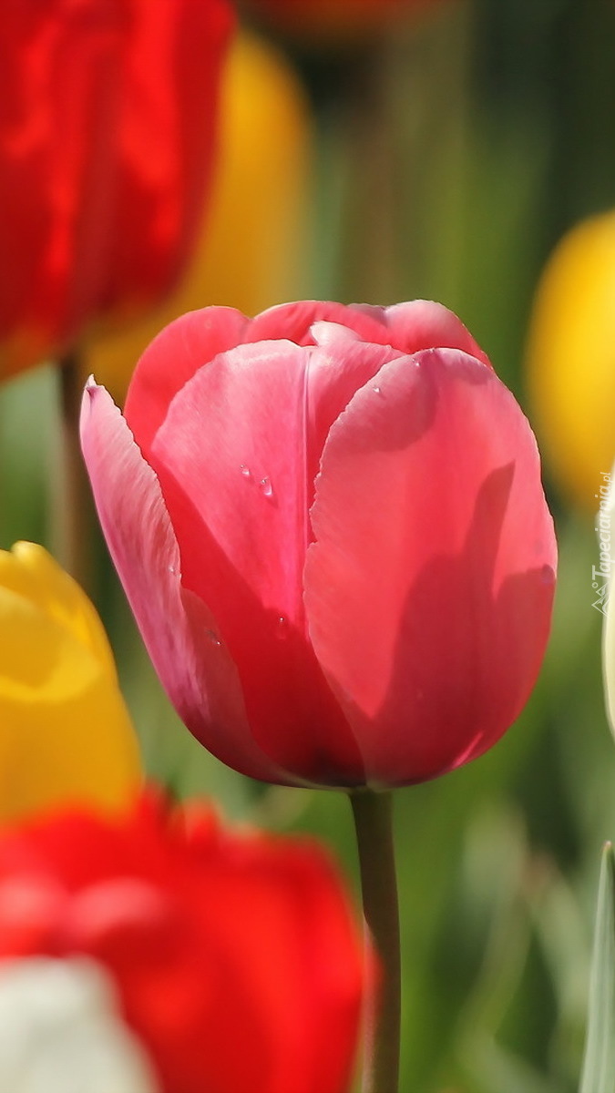 Tulipan pośród innych tulipanów