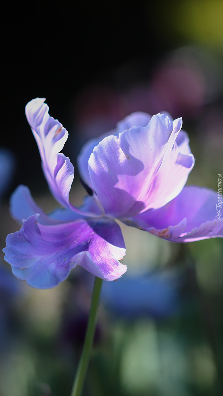 Tulipan różowo-fioletowy
