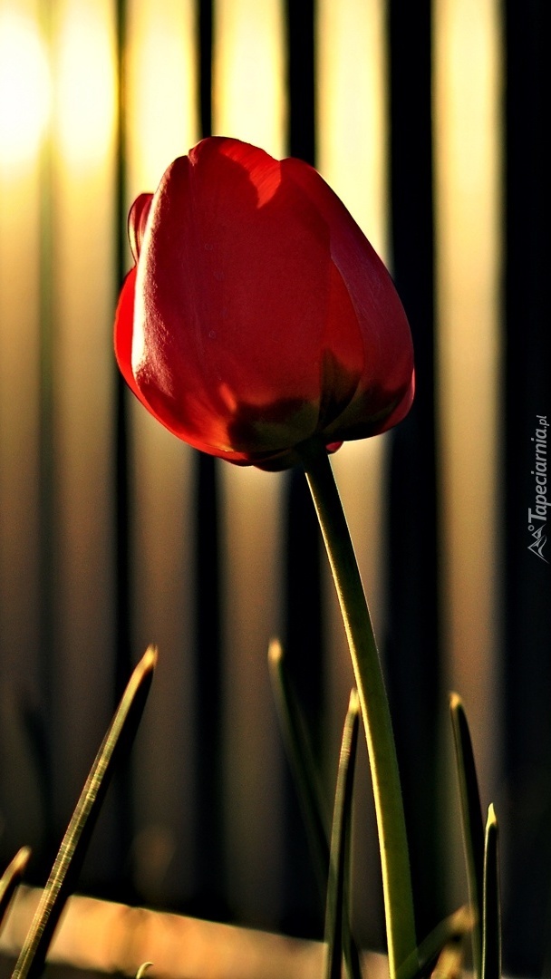 Tulipan w blasku światła