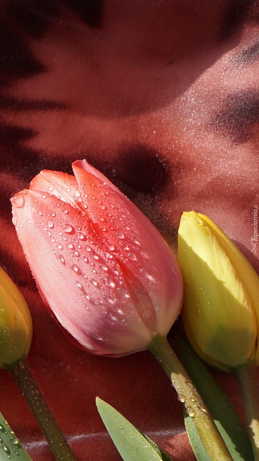 Tulipan w kropelkach