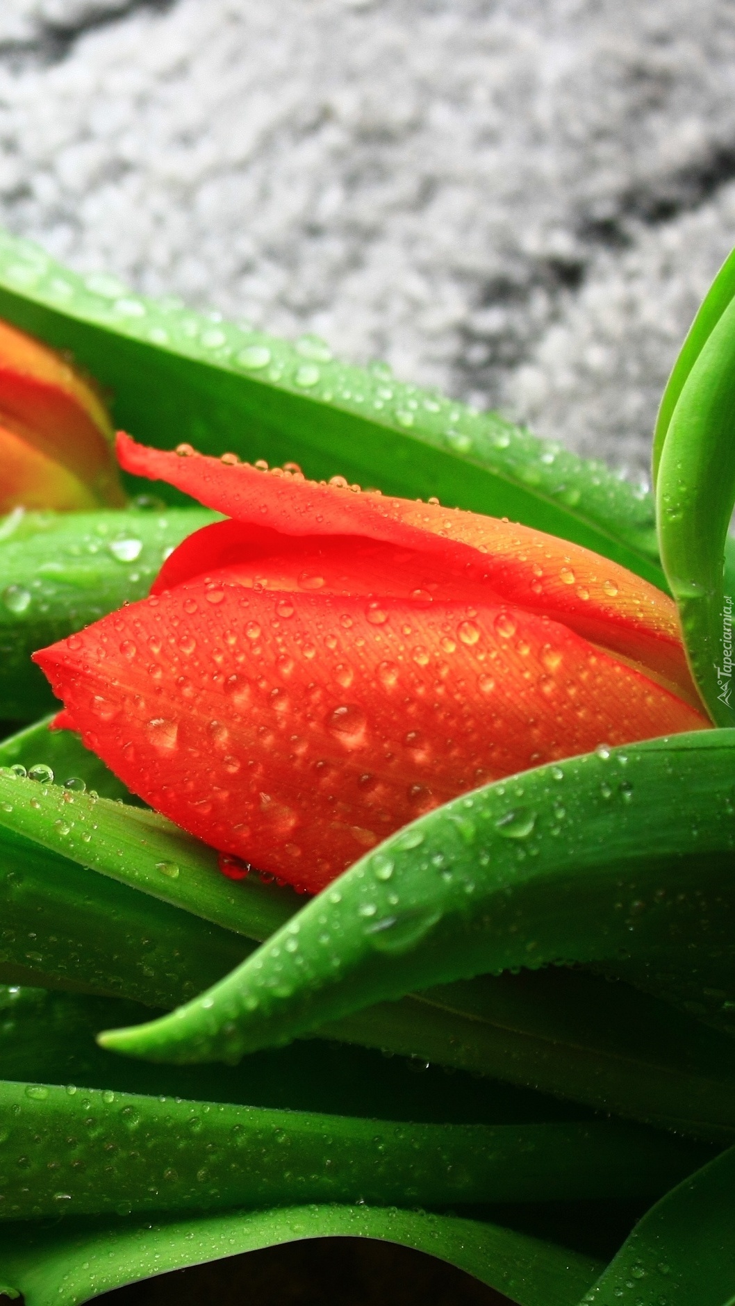 Tulipan w kroplach rosy