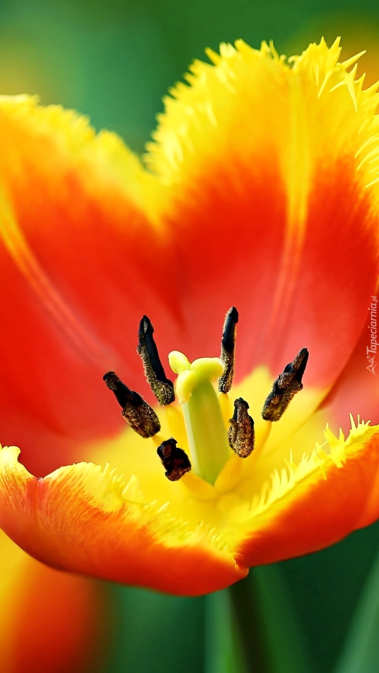 Tulipan w pełnym rozkwicie