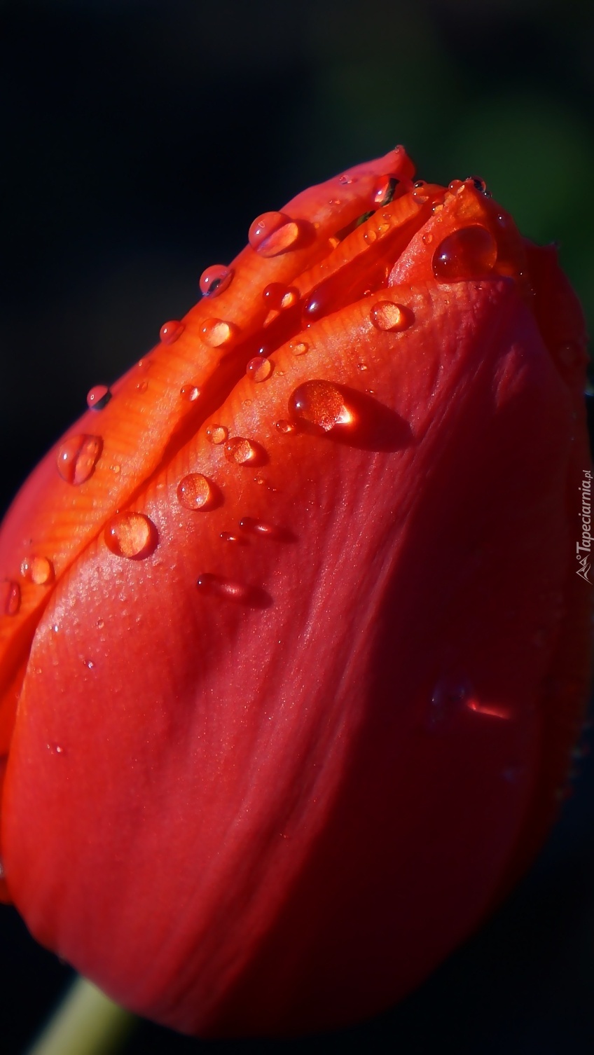 Tulipan w rosie