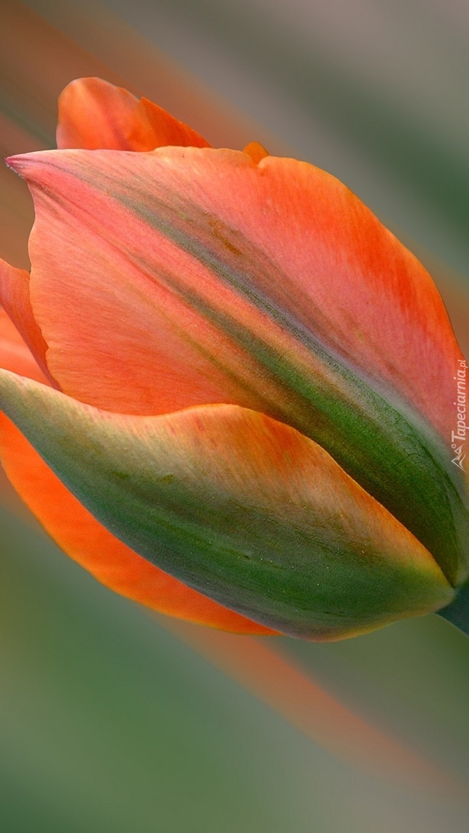 Tulipan w rozmyciu